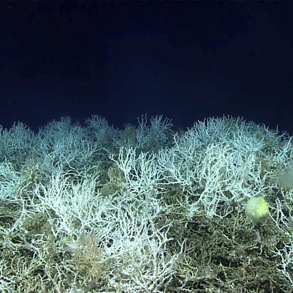 Largest deep-sea coral reef to date is mapped by scientists off the US Atlantic coast